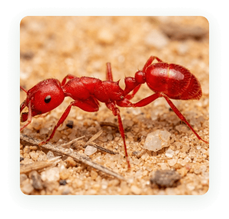 A red ant on desert sand outside a Phoenix home