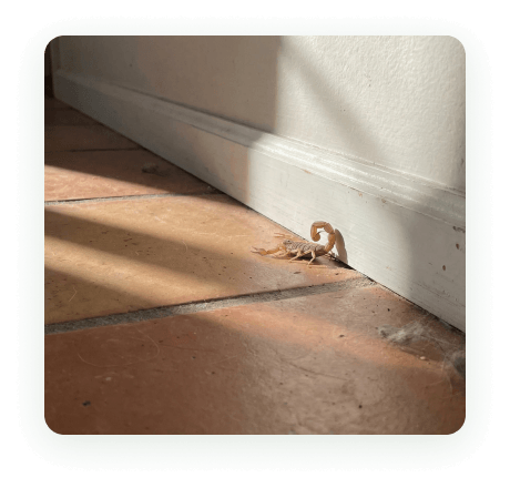 A scorpion on the tile floor along the baseboard of a Phoenix home