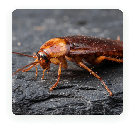 An American cockroach on a rock