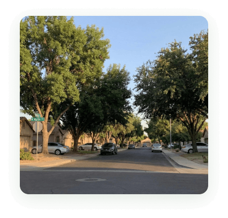 A tree-lined residential street in Glendale, Arizona