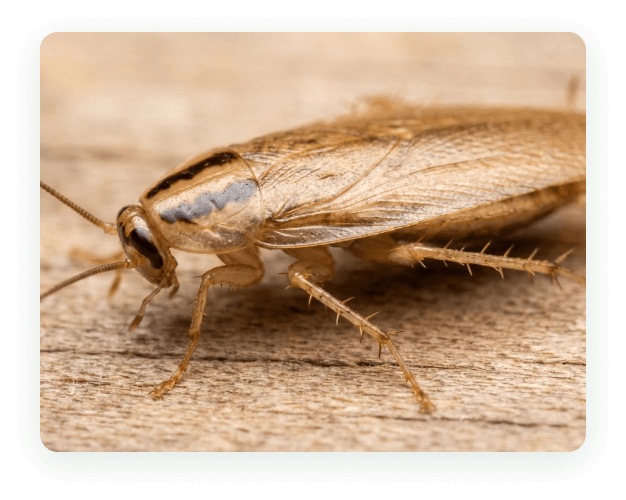 Close-up of a German cockroach on weathered wood