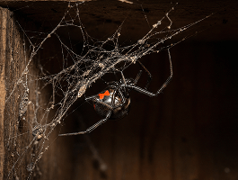 Close-up of a western black widow in its web