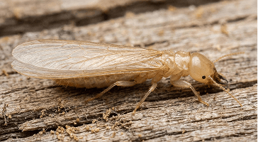 A winged termite swarmer on weathered wood