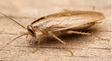 Close-up of a German cockroach on light wood