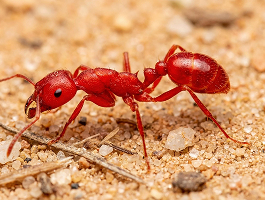 Close-up of a southern fire ant on desert sand