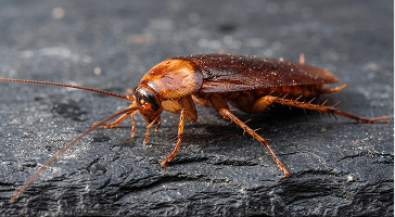 Close-up of an American cockroach on dark stone