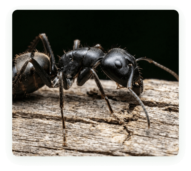 Close-up of a black carpenter ant on weathered wood