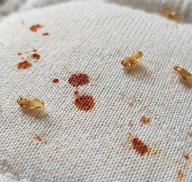 Bed bug blood spots and nymphs on white bedding