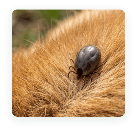 A tick waiting on a blade of dry grass