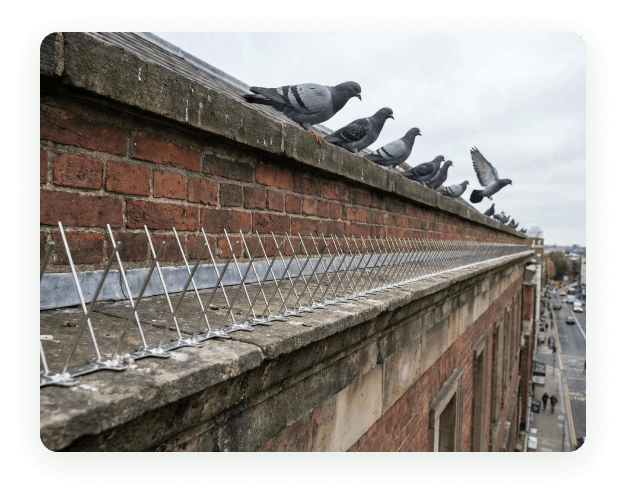Pigeons roosting along a commercial building ledge fitted with bird spikes