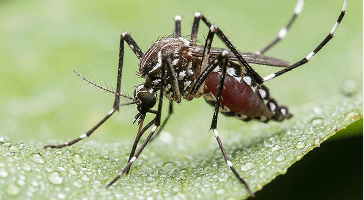 Close-up of a mosquito resting on a wet leaf