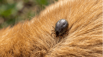 Close-up of a tick on dry grass