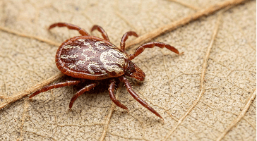 Close-up of a tick on sandy ground