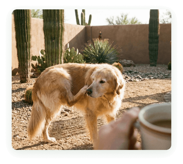 A dog in a Phoenix backyard treated for fleas