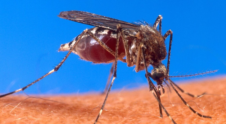 Aedes aegypti mosquito feeding, showing the white markings on its legs and body