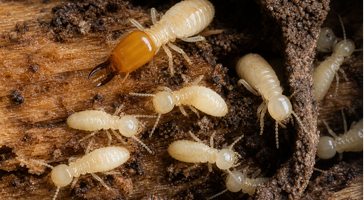 Arid-land subterranean termite (Reticulitermes tibialis) workers and a soldier on damaged wood