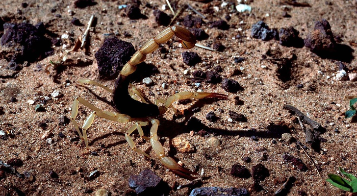 Arizona bark scorpion (Centruroides sculpturatus) on desert gravel