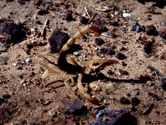 Arizona bark scorpion (Centruroides sculpturatus) on desert gravel