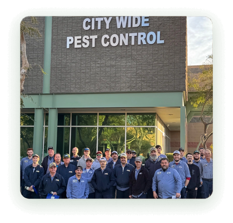 The City Wide Pest Control team who answer the phone at the Phoenix office
