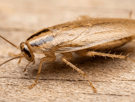 German cockroach (Blattella germanica)