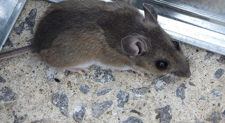 House mouse (Mus musculus) beside a garage door track