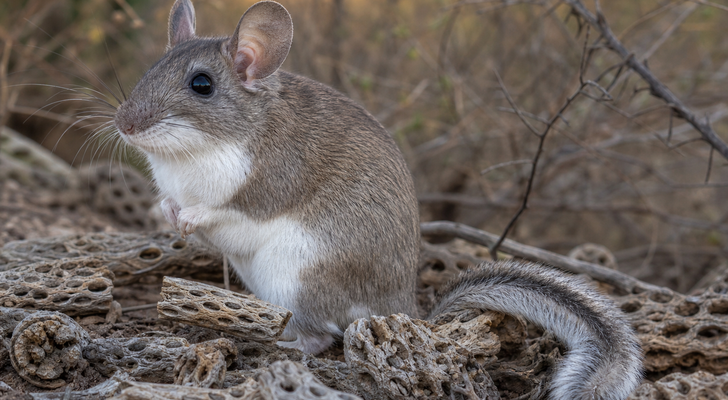 White-throated woodrat or pack rat (Neotoma albigula) in Sonoran Desert brush
