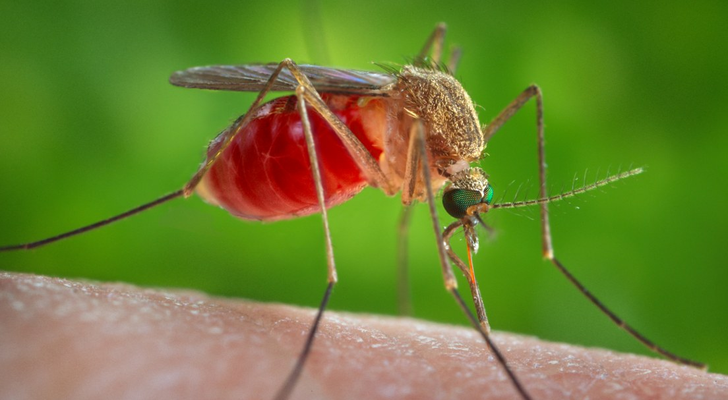 Southern house mosquito (Culex quinquefasciatus) feeding