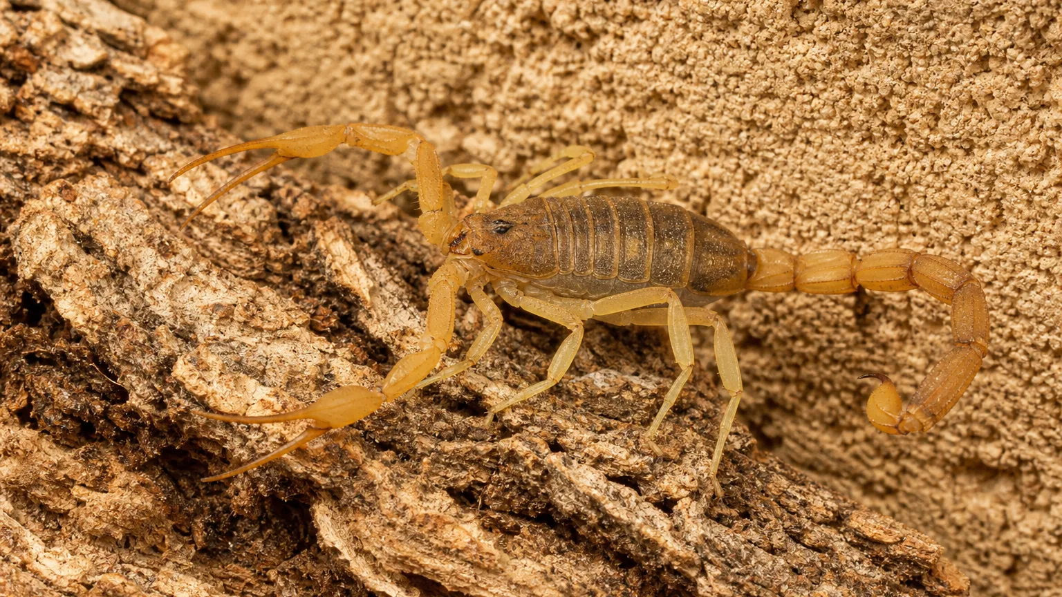 Arizona bark scorpion with slender pincers and a thin tail curled to the side on desert tree bark beside a tan block wall
