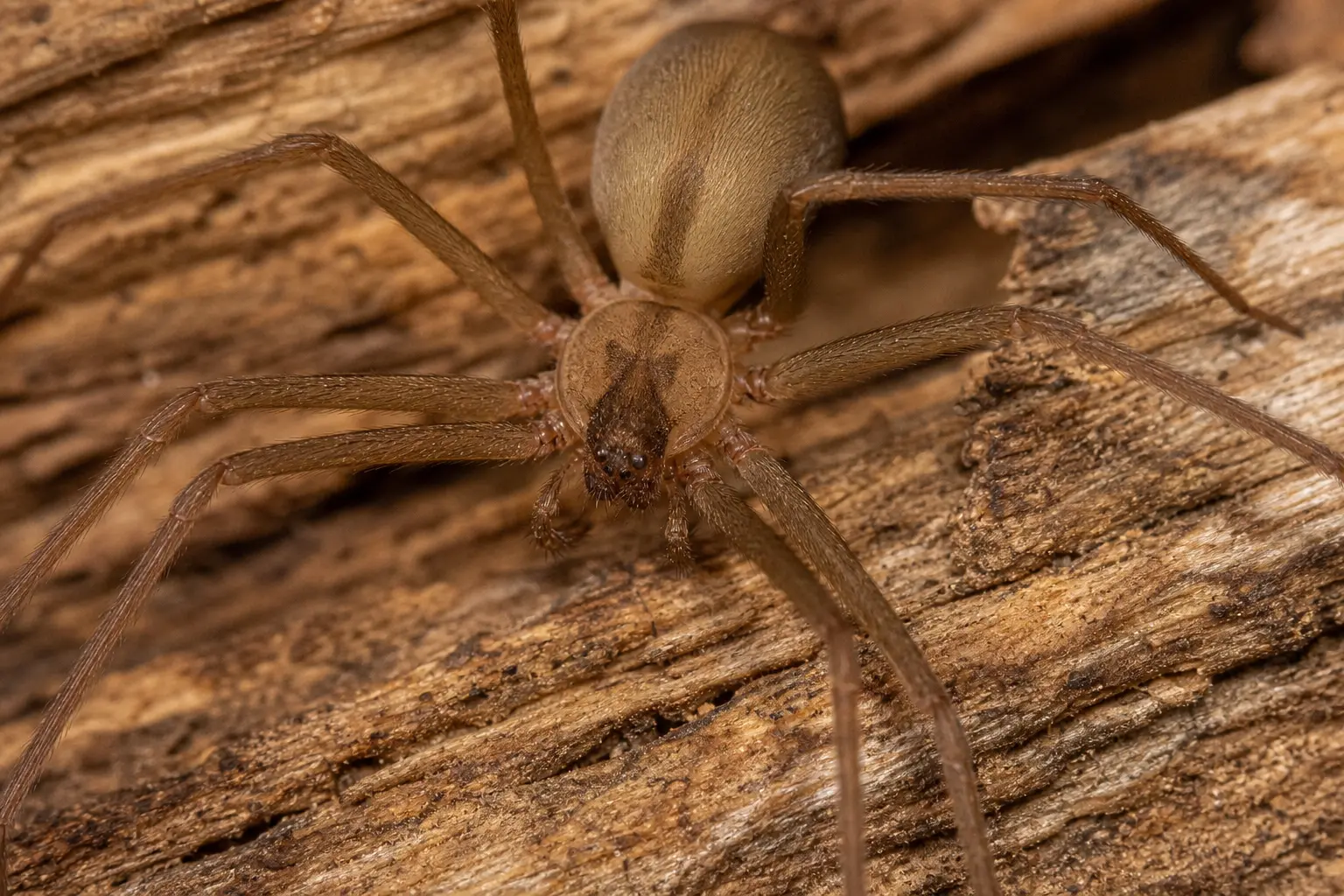 Close-up of a desert recluse spider showing its violin-shaped marking on a woodpile